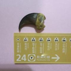 最安値　月の輪熊 子熊　ツキノワグマ　爪　同一個体　子グマ爪　14本セット 𝒀𝒐𝒔𝒉𝒊 on X: 