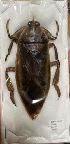 インドネシア産タガメ 立体標本 インドネシア産タガメ 立体標本