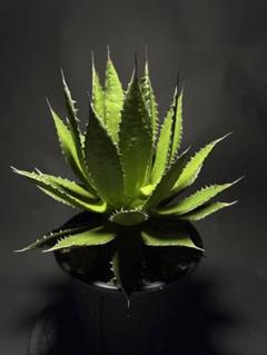 アガベ 鉢植発送 ホリダ 極上血統 大株 fit=scale-down,w=1200