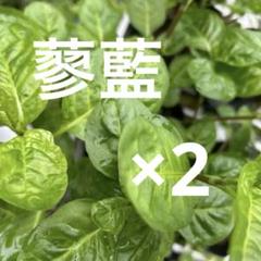 どっとてんてんさん専用です蓼藍の葉　茎付き　幼苗 専用 蓼藍の生葉 茎付き 無農薬 ネコポスいっぱい - メルカリ