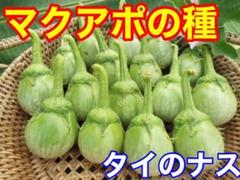 タイの丸ナス マクアポの種 50粒