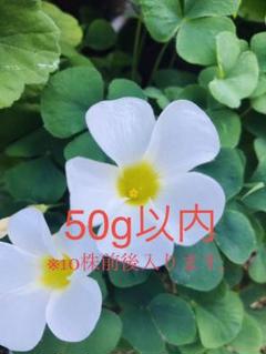 達磨艶プレミアム桃原郷 多肉植物 パキフィツム