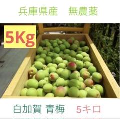 兵庫県産 完全無農薬/自然農（白加賀）青梅　5kg 兵庫県産 完全無農薬/自然農（白加賀）青梅 5kg - メルカリ