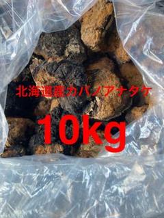 北海道産　カバノアナタケ　3.8キロ Amazon.co.jp: 【カバタケ茶】北海道産 カバノアナタケ茶
