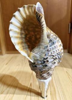 正規品 2025年最新】法螺貝 2 cmの人気アイテム - メルカリ 工芸品