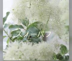 おまとめ 全4点全て花芽付き スノーパフ スモークツリー 苗 苗木 雌株 全て花芽付き スノーパフ 察する スモークツリー 苗 苗木 雌株