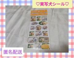 【最終価格】実写犬シール　希少レア　わんこ　レトロ　ファンシー　平成女児