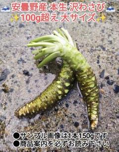 【大サイズ】300g前後 信州 安曇野 沢わさび 生わさび あづみ野 山葵 大サイズ】300g前後 信州 安曇野 沢わさび 生わさび あづみ野