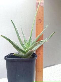 TCTAloe hybrid ライオンキングアロエ　ハイブリッド　子株　第四種 Aloe hybrid アロエ ハイブリッド 子株 第四種（Babyleaf Plants