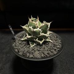【チタノタ3種セット】アガベ　SAD 狼人 熊猫　鉢ごとメルカリ便発送 チタノタ3種セット】アガベ SAD 狼人 熊猫 鉢ごとメルカリ便発送