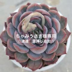 behouseさん苗 エンジェルドリーミング×バニラココ　　札付き　抜き苗 beehouseさんのハウス販売⑥ ちゃんとした 戦利品報告 | 無職