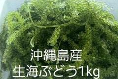 【衝撃価格】鮮度抜群！やんばる産海ぶどう茎付2000g umibudoyasan_b002