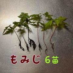 2025年最新】プロフ必読出品の人気アイテム - メルカリ