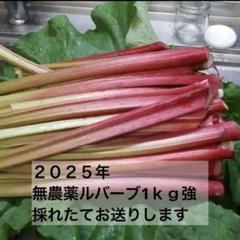ルバーブ10キロ 千葉県産露路栽培 無農薬 ルバーブ10キロ 千葉県産露路栽培 無農薬 （すべての生産者｜91