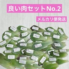 ファームパルクさん苗 吉影 桃太郎交配 札付 ポットごと セット メルカリ便発送 2025年最新】ファームパルクさん苗の人気アイテム - メルカリ