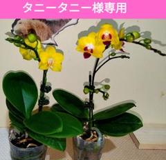 ミディー胡蝶蘭　みち　メルカリ便　2品種　2株 ミディー胡蝶蘭 みち様専用 メルカリ便 2品種 2株 - メルカリ