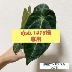 djsb.1418 超希少❗️原種アンスリウムレガレ 新葉展開中✨️ djsb.1418様専用 超希少❗️原種アンスリウムレガレ 新葉展開中