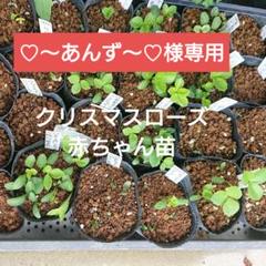 2025年最新】クリスマスローズ クレオパトラの人気アイテム