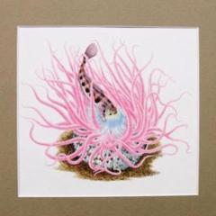 【絵画】ネイチャーアート「砂イソギンチャクとクラカケトラギス」原画 絵画】ネイチャーアート「砂イソギンチャクとクラカケトラギス」原画