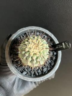 鉢・プランター spicygem versatile pot ver.studs S 2025年最新】spicygem 鉢の人気アイテム - メルカリ