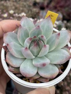 多肉植物 中里リンゼアナ(葉挿しからのクローン) 多肉植物 中里リンゼアナ(葉挿しからのクローン) - メルカリ