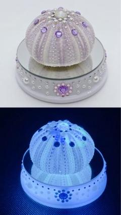 天然素材　ウニ殻　シーウーチン　綺麗なガンガゼ　標本 天然素材 ウニ殻 シーウーチン 綺麗なガンガゼ 標本