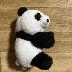 抱っこシャンシャン　大型ぬいぐるみ Amazon.co.jp: 抱っこシャンシャン 3rd anniv ぬいぐるみ