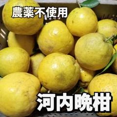 ✩みずさん 様✩農薬不使用 河内晩柑 8キロ×２箱 見た目が悪いんです!!河内晩柑8キロ 超訳あり・ご家庭用