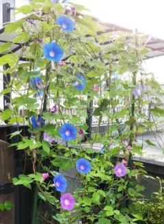 ♪ 朝顔の種