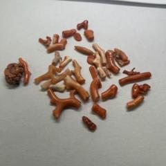珊瑚　小枝