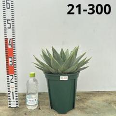 アロエ　ポリフィラ【21-300】 アロエ ポリフィラ【21-300】 - メルカリ