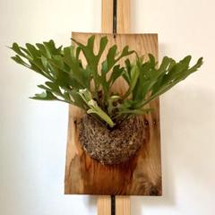 Amazon｜【charm】（観葉植物）ビカクシダ リドレイ スポア 2