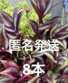 トラディスカンティア 8本のサムネイル