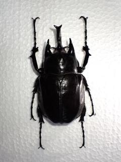 標本】ヴァズデメロゾウカブトボリビア産100.1ミリ飼育品WF2