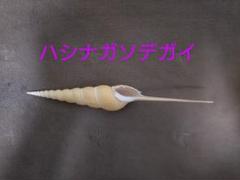 ハシナガソデガイ　貝殻　インテリア　アンティーク