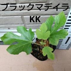 ★★希少高級イチジク苗木★★【ブラックマデイラKK】〖6月6日撮影〗親木写真あり 希少高級イチジク苗木【ブラックマデイラKK】〖5月30日撮影〗親