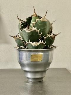 Q34 多肉植物 アガベ チタノタ 悪魔くん BAKEMONO 強棘 極上中株 h209 多肉植物 アガベ チタノタ 悪魔くん BAKEMONO｜Yahoo