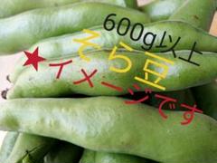 【新鮮そら豆】さや付き600g以上