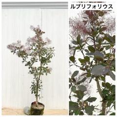スモークツリー　ルブリフォリウス　8号寸　高さ鉢底から約110cm程度 スモークツリー苗ルブリフォリウス苗木｜Yahoo!フリマ（旧PayPay