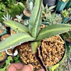 アガベ キシロナカンサ 抜き苗 サボテン 多肉植物