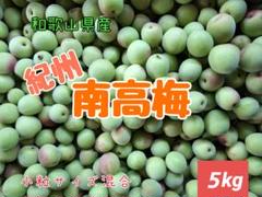 お得‼️希少品種‼️和歌山県産 紫の梅2L.Lサイズ 10kg みかんキング 楽天市場】梅 パープルキング 秀品 ☆4L〜Sサイズ 2kg 和歌山県