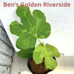 イチジクの良苗。Golden Riverside UCR278-128（イチジクの良苗