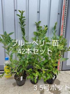 ブルーベリー苗12本セット ブルーベリー苗 42本セット(6品種×7本) - メルカリ