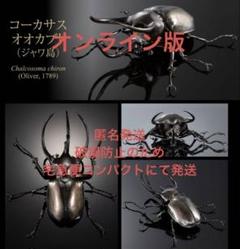 いきもの大図鑑アドバンス コーカサスオオカブト ジャワ島