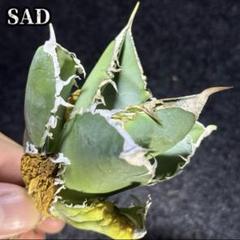 SAD 南アフリカダイヤモンド　超ミニ　シーザー11 セット 2025年最新】アガベ sad 南アフリカダイヤモンドの人気アイテム