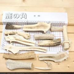 B品 鹿の角 H43 13本セット 兵庫県産 鹿角 鹿のツノ しかつの