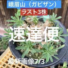 2025年最新】鉄甲丸交配の人気アイテム - メルカリ