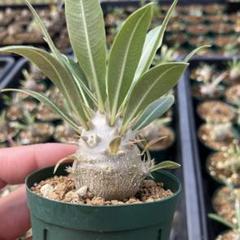 パキポディウム SP 実生 塊根植物 コーデックス グラキリス