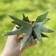 P.Willinckii cv Mutant ウイリンキー選抜　子株付き P.Willinckii cv Mutant ウイリンキー選抜個体 - メルカリ