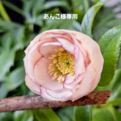 クリスマスローズ　認定ピンク手毬　加藤農園 クリスマスローズ🌼加藤農園さん2023年｜🍀GreenSnap（グリーン